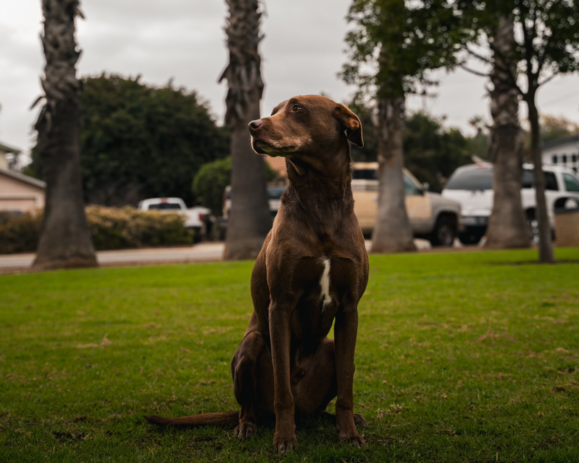 Diesel