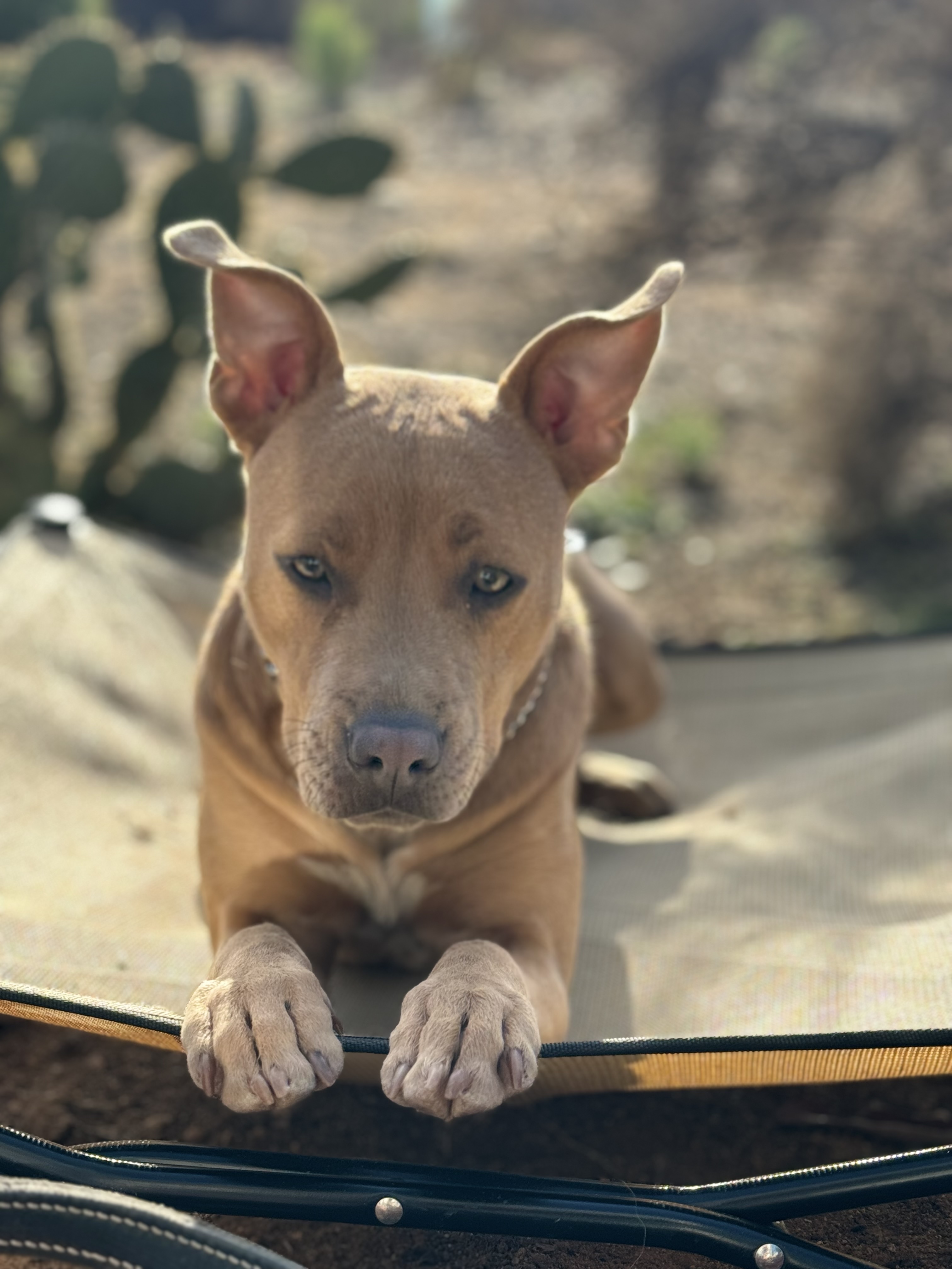 Dog in training