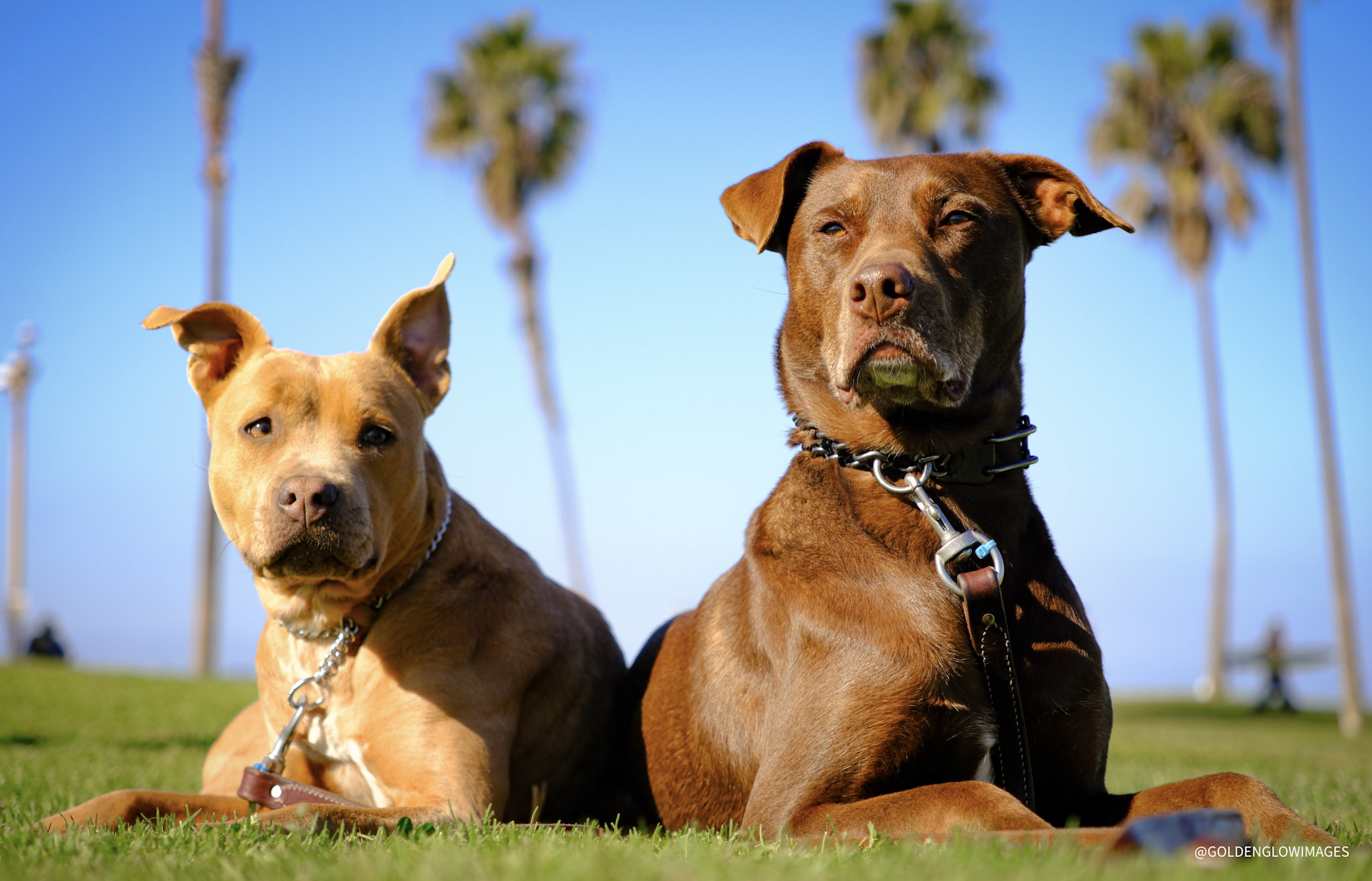 Two dogs in training