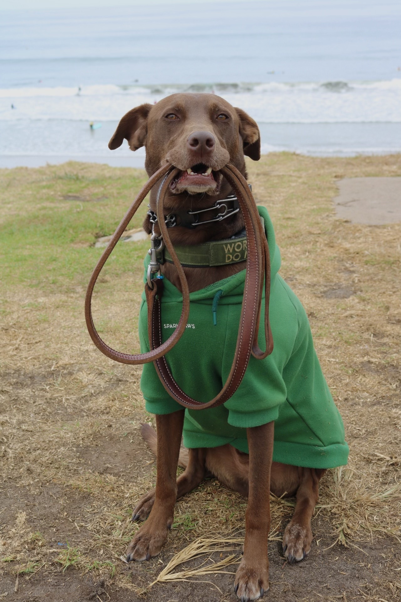 Diesel with leash